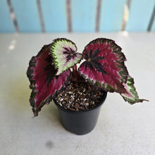 Load image into Gallery viewer, #RB23 Begonia Unknown
