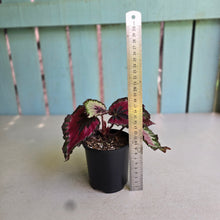 Load image into Gallery viewer, #RB23 Begonia Unknown