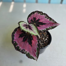 Load image into Gallery viewer, #RB23 Begonia Unknown