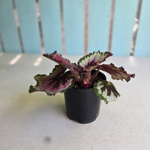Load image into Gallery viewer, #RB23 Begonia Unknown