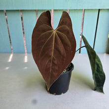 Load image into Gallery viewer, #RD14 Anthurium Papillilaminum x
