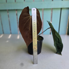 Load image into Gallery viewer, #RD14 Anthurium Papillilaminum x