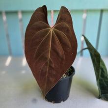 Load image into Gallery viewer, #RD14 Anthurium Papillilaminum x