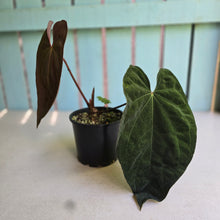 Load image into Gallery viewer, #RD14 Anthurium Papillilaminum x