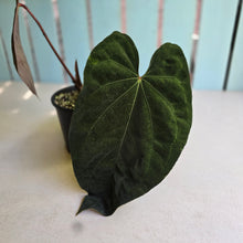 Load image into Gallery viewer, #RD14 Anthurium Papillilaminum x
