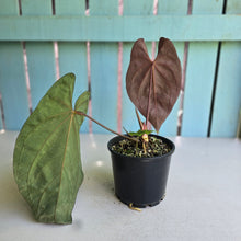Load image into Gallery viewer, #RD14 Anthurium Papillilaminum x