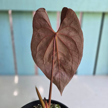 Load image into Gallery viewer, #RD14 Anthurium Papillilaminum x