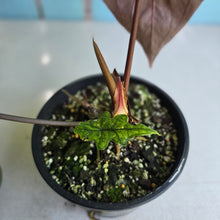 Load image into Gallery viewer, #RD14 Anthurium Papillilaminum x
