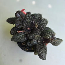Load image into Gallery viewer, #D933 African Violet