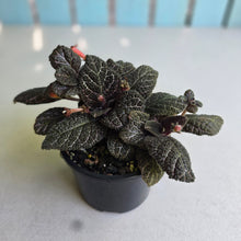 Load image into Gallery viewer, #D933 African Violet