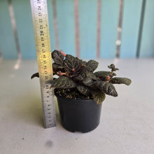 Load image into Gallery viewer, #D933 African Violet