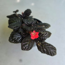 Load image into Gallery viewer, #D933 African Violet