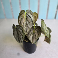 Load image into Gallery viewer, #R39 Philodendron Melanochrysum x Brandtianum