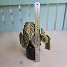 Load image into Gallery viewer, #R39 Philodendron Melanochrysum x Brandtianum