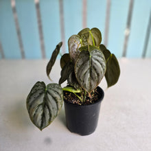 Load image into Gallery viewer, #R39 Philodendron Melanochrysum x Brandtianum