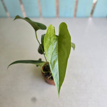 Load image into Gallery viewer, #RB20 Two x Anthurium Watermaliense