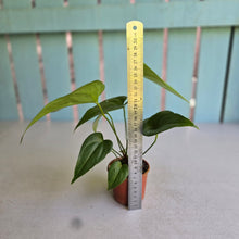 Load image into Gallery viewer, #RB20 Two x Anthurium Watermaliense