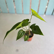 Load image into Gallery viewer, #RB20 Two x Anthurium Watermaliense