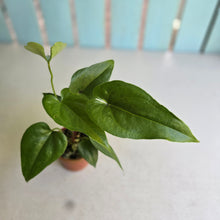 Load image into Gallery viewer, #RB20 Two x Anthurium Watermaliense