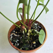 Load image into Gallery viewer, #RB20 Two x Anthurium Watermaliense