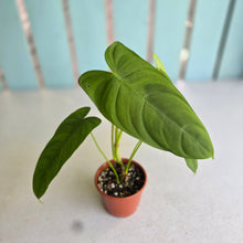 Load image into Gallery viewer, #R107 Philodendron Tenue