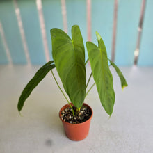 Load image into Gallery viewer, #R107 Philodendron Tenue