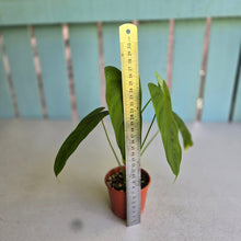 Load image into Gallery viewer, #R107 Philodendron Tenue