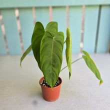 Load image into Gallery viewer, #R107 Philodendron Tenue