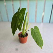 Load image into Gallery viewer, #R107 Philodendron Tenue