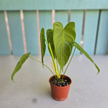Load image into Gallery viewer, #R107 Philodendron Tenue