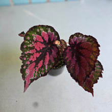 Load image into Gallery viewer, #R55 Begonia Unknown