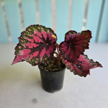 Load image into Gallery viewer, #R55 Begonia Unknown