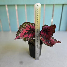 Load image into Gallery viewer, #R55 Begonia Unknown