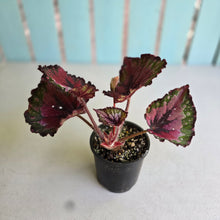 Load image into Gallery viewer, #R55 Begonia Unknown