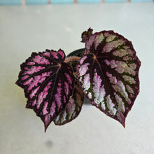 Load image into Gallery viewer, #D19 Begonia Unknown