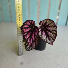 Load image into Gallery viewer, #D19 Begonia Unknown