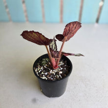 Load image into Gallery viewer, #D19 Begonia Unknown