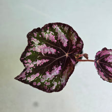 Load image into Gallery viewer, #RD11 Begonia Unknown