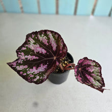 Load image into Gallery viewer, #RD11 Begonia Unknown