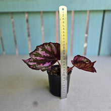 Load image into Gallery viewer, #RD11 Begonia Unknown