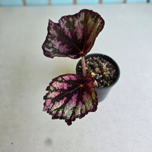 Load image into Gallery viewer, #RD11 Begonia Unknown