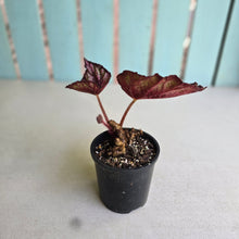 Load image into Gallery viewer, #RD11 Begonia Unknown