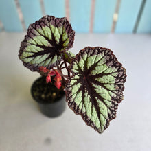Load image into Gallery viewer, #R16 Begonia Fireworks