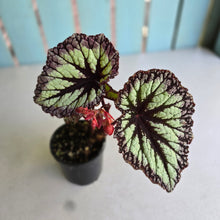 Load image into Gallery viewer, #R16 Begonia Fireworks