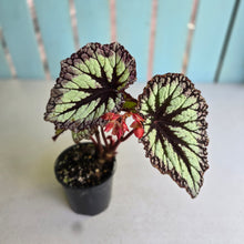 Load image into Gallery viewer, #R16 Begonia Fireworks