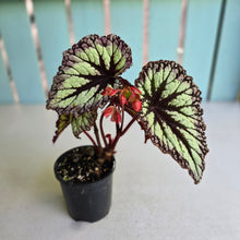 Load image into Gallery viewer, #R16 Begonia Fireworks