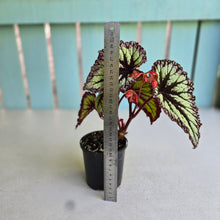 Load image into Gallery viewer, #R16 Begonia Fireworks