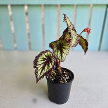 Load image into Gallery viewer, #R16 Begonia Fireworks