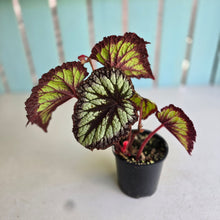 Load image into Gallery viewer, #R16 Begonia Fireworks