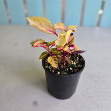 Load image into Gallery viewer, #RB10 Variegated Iresine